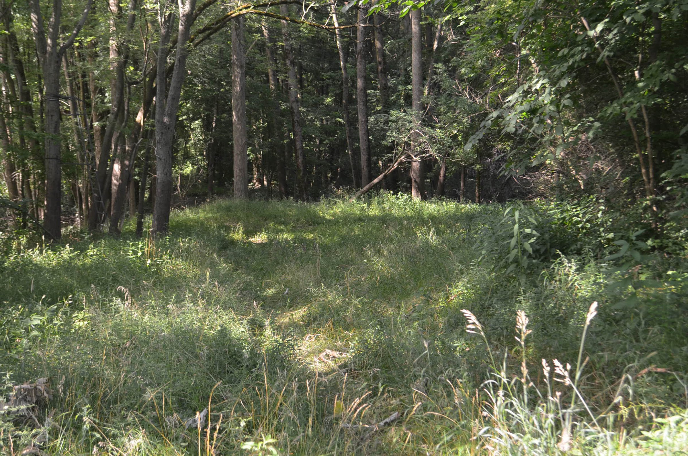 Property photo 18 - REAL ESTATE AUCTION - 26+/- ACRES IN 3 TRACTS IN SOUTHWEST ALLEN COUNTY, INDIANA